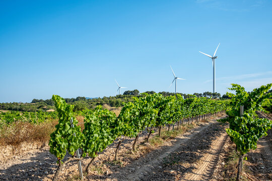 Wind turbines amid neat rows of vineyard under bright blue sky, Terra Alta, Catalonia, Spain, showcasing sustainable agriculture and renewable energy integration