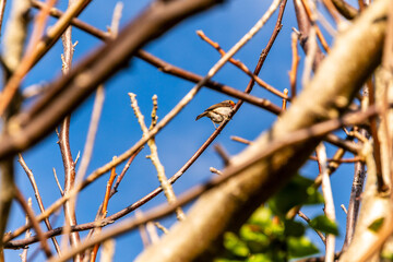 Erithacus rubecula pertenece a la familia de Muscicapidae.