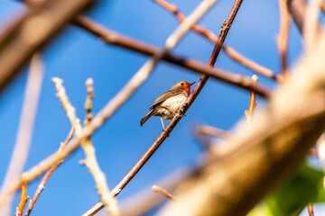 Erithacus rubecula pertenece a la familia de Muscicapidae.