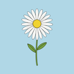 daisy flower on blue background