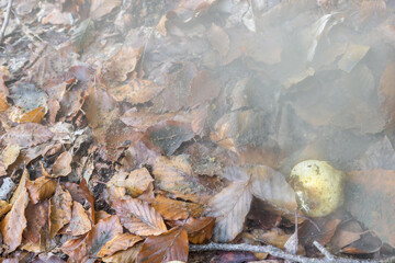 Undergrowth leaves covered in a cloud of mushroom spores of Scleroderma citrinum also called...