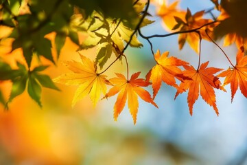 Stunning Japanese Maple in Autumn Vibrant Colors and Soft Bokeh Create a Seasonal Masterpiece