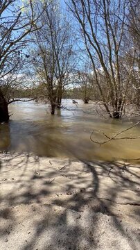 Video desde la margen del Rio Jarama, inundaci&oacute;n, el agua cubre la base de los troncos de los &aacute;rboles, aguas mansas, luz mediod&iacute;a, desde la arena en la playa formada a la orilla