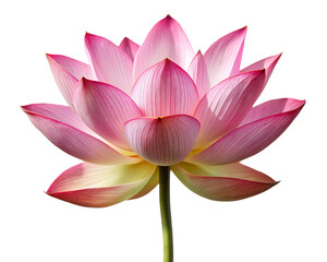 pink lotus flower isolated on white background PNG , AI GENERATED