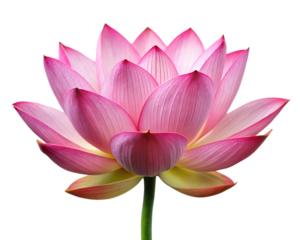 pink lotus flower isolated on white background PNG , AI GENERATED