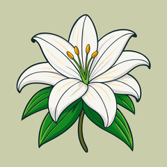 vector illustration of lily