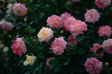 pink and white flowers