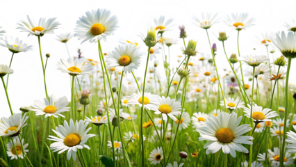 meadow grass with wild daisies in full flower in isolated on white background  png , AI GENERATED