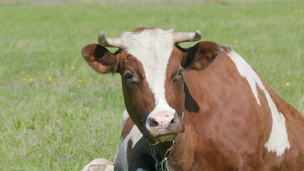 A Beautiful Brown and White Cow is Relaxing Peacefully in a Lush Green Pasture Field