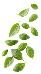 Obraz premium Basil leaves falling isolated on transparent background