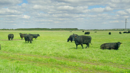 A beautiful scenic pasture featuring black cows peacefully grazing beneath a cloudy sky