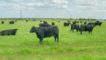 A beautiful scene of black cattle grazing in a lush green pasture, embraced by nature