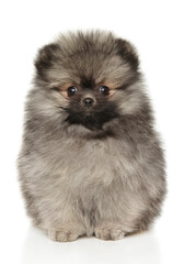 Cute Fluffy Pomeranian Puppy Sitting With Curious Gaze