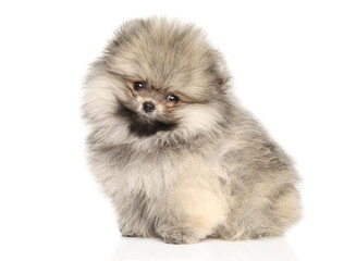 Sweet Fluffy Pomeranian Puppy With Thoughtful Side Glance