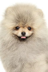 Joyful Fluffy Pomeranian Puppy With Cheerful Portrait Pose
