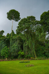Peradeniya Royal Botanical Garden in Kandy, Sri Lanka