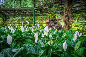 Peradeniya Royal Botanical Garden in Kandy, Sri Lanka