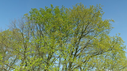 Obraz premium Vibrant and Lush Green Tree Foliage Set Against a Beautiful and Clear Blue Sky Above