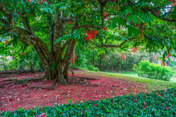 Peradeniya Royal Botanical Garden in Kandy, Sri Lanka
