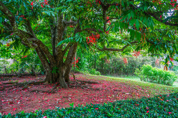 Tropical vegetation inPeradeniya Royal Botanical Garden in Kandy, Sri Lanka	
