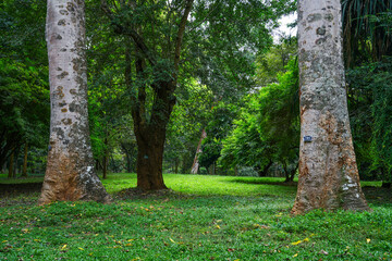Scenic view of Peradeniya Royal Botanical Garden in Kandy, Sri Lanka	