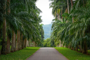 Peradeniya Royal Botanical Garden in Kandy, Sri Lanka