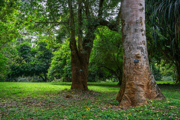 Peradeniya Royal Botanical Garden in Kandy, Sri Lanka