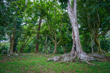 Tropical vegetation inPeradeniya Royal Botanical Garden in Kandy, Sri Lanka	
