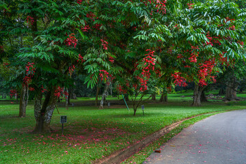 Peradeniya Royal Botanical Garden in Kandy, Sri Lanka