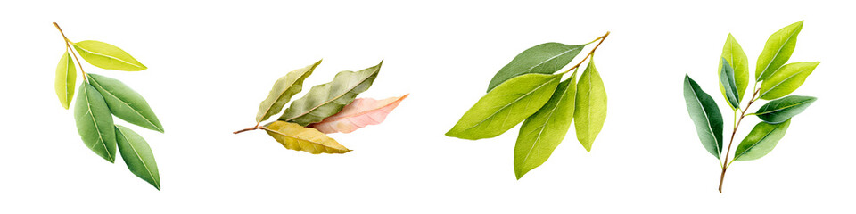 Obraz premium Watercolor Leaves Collection: Botanical Illustration