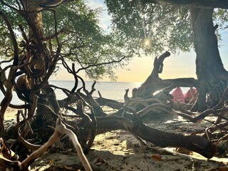The root of the mangrove tree