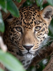 Fototapeta premium Closeup of a Leopard Hidden in Lush Green Foliage
