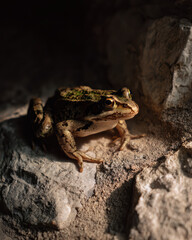 Frog on a Stone Wall with Visible Shadow: Light and Shadow Photography