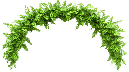 Fototapeta premium Lush green fern archway against a transparent background creates a natural botanical element perfect for design overlays and springtime projects.