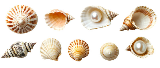 Seashells and pearls collection showcases ocean beauty with natural patterns and elegance against a stark black backdrop for creative projects, transparent background