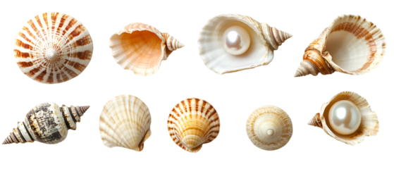 Seashells and pearls collection showcases ocean beauty with natural patterns and elegance against a stark black backdrop for creative projects, transparent background