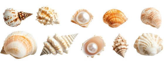 Assortment of seashells displayed against a transparent background showcases various shapes, colors, and textures, some revealing lustrous pearls.