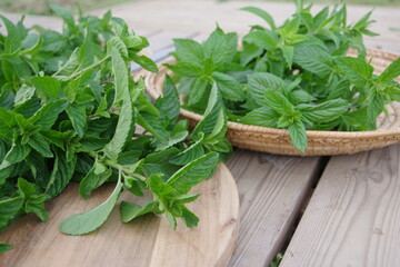 フレッシュなミント、新鮮なキューバミント、収穫のイメージ、