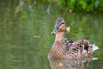 close-up of a mallard duck (Anas platyrhynchos) floating peacefully on calm water