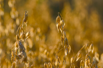 ear of oats in summer field backlit by evening sunlight