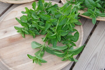 フレッシュなミント、新鮮なキューバミント、収穫のイメージ、