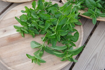 フレッシュなミント、新鮮なキューバミント、収穫のイメージ、