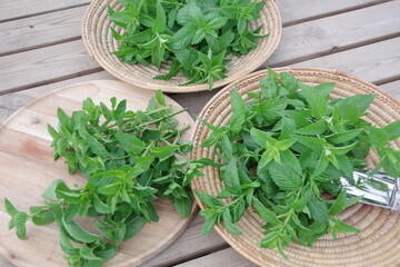 フレッシュなミント、新鮮なキューバミント、収穫のイメージ、