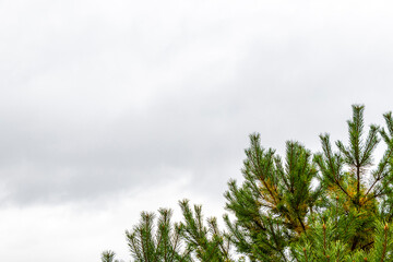 Fir branches and cones with a cloudy sky in Belarus.