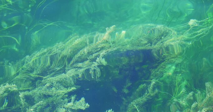 Green river algae and water weeds swaying underwater.  Sunny summer day, top down view, real time, no people