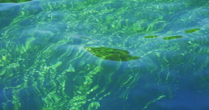 Green river algae and water weeds swaying underwater.  Sunny summer day, top down view, real time, no people