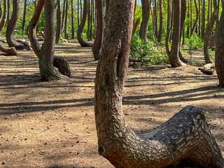 A branch of oddly shaped pines in Crooked Forest, near Gryfino in West Pomeranian Voivodeship,...