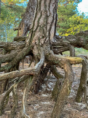 Pine trees with exposed roots growing on the Baltic coast near the beach in Mrzezuno in Poland