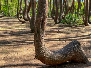 A branch of oddly shaped pines in Crooked Forest, near Gryfino in West Pomeranian Voivodeship,...