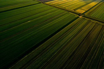 Aerial View of Lush Green Agricultural Fields